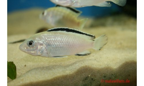 Labidochromis caeruleus